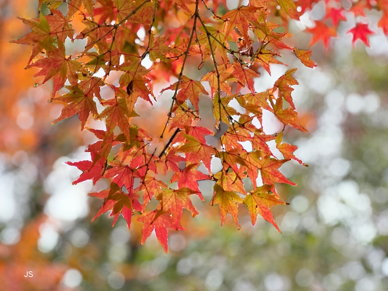 紅葉写真撮影