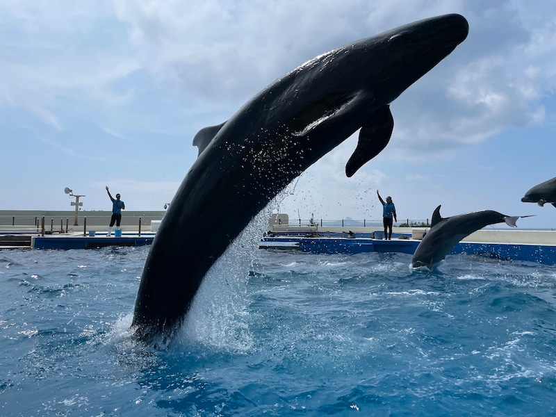 (C)国営沖縄記念公園:イルカラグーン