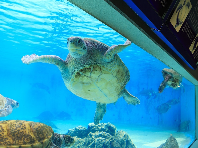 (C)国営沖縄記念公園:ウミガメ館