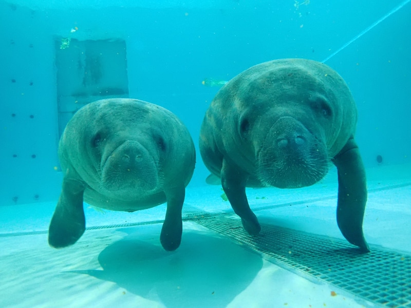 (C)国営沖縄記念公園:マナティー館