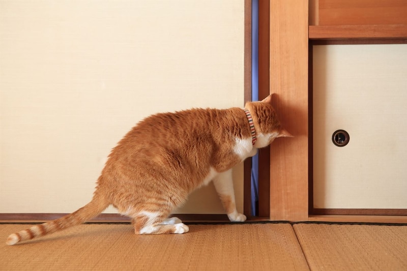 シニア家計に適したペット費用って？