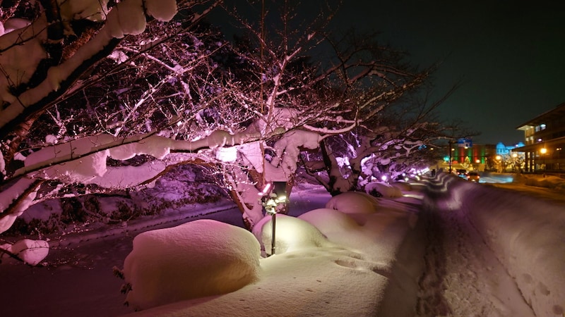 冬に咲くさくらライトアップ（2）
