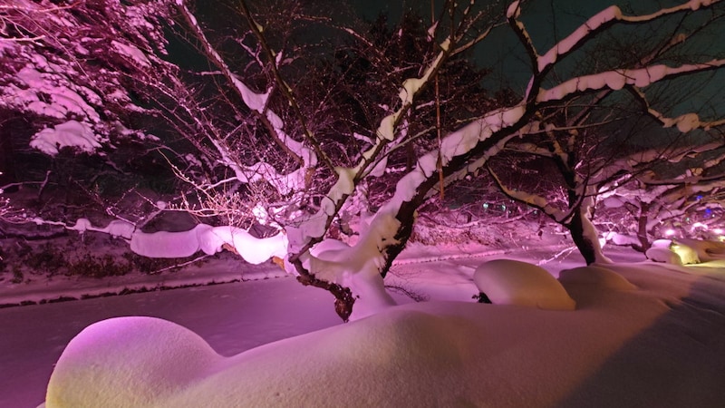 冬に咲くさくらライトアップ（5）／歩道からの眺め