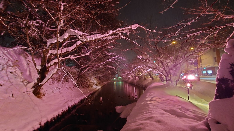 冬に咲くさくらライトアップ（7）／市民会館口からの眺め
