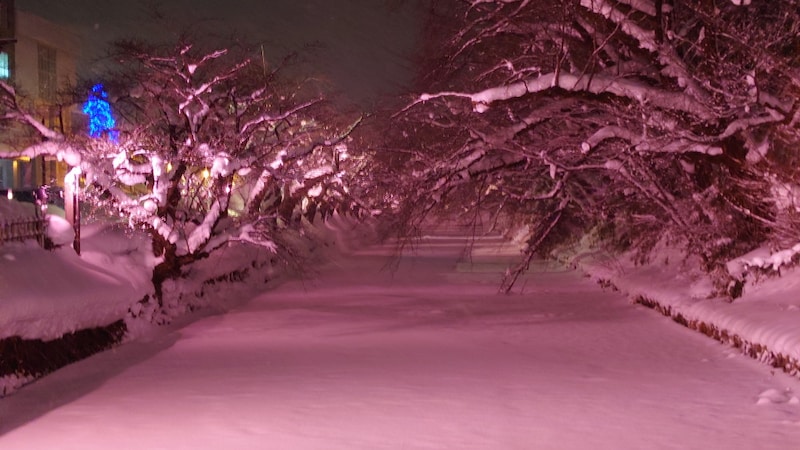 冬に咲くさくらライトアップ（9）／南東側の角からの眺め（望遠）