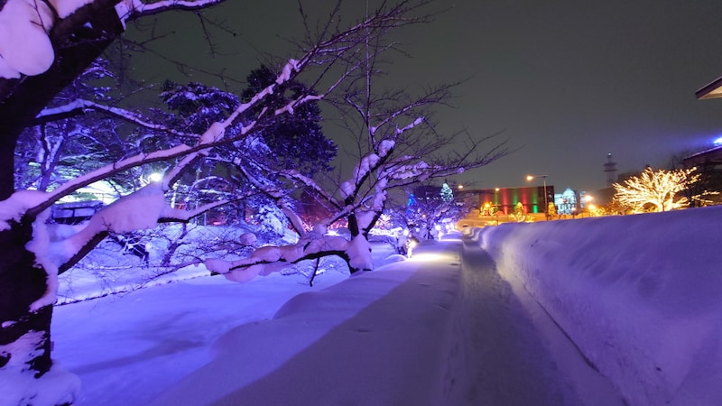 冬に咲くさくらライトアップ（10）／さくら色以外のライトアップ