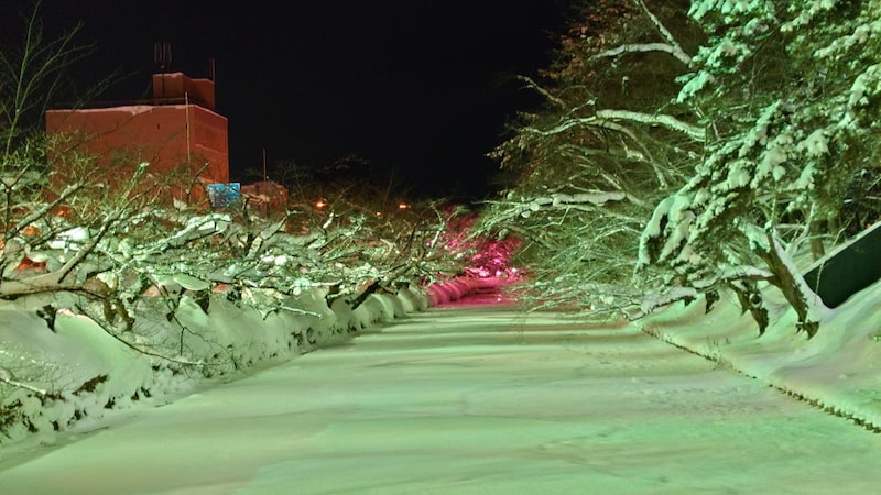 冬に咲くさくらライトアップ（11）／さくら色と他の色のライトアップの混在