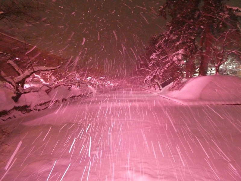 冬に咲くさくらライトアップ（14）