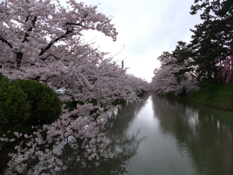 桜並木が彩る春の弘前城・外濠