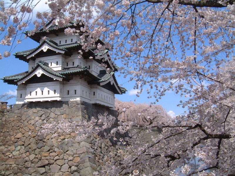 春の弘前城天守閣と桜