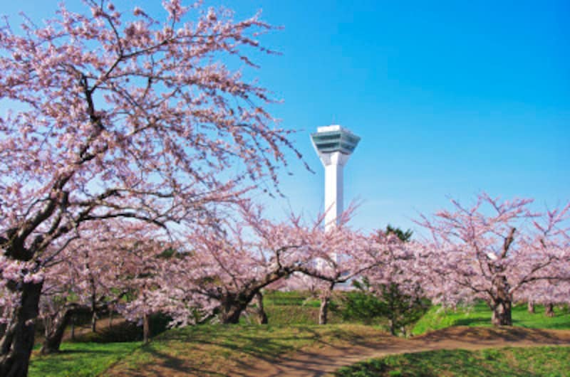 五稜郭公園の五稜郭タワーと桜。五稜郭公園は桜の名所としても有名です。