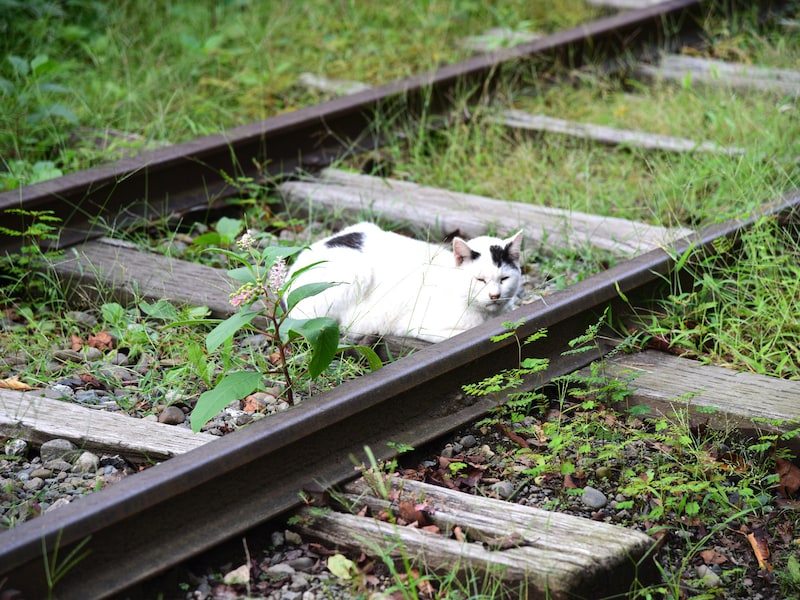 線路の枕木を枕にして昼寝するネコ（寒川町の一之宮緑道）