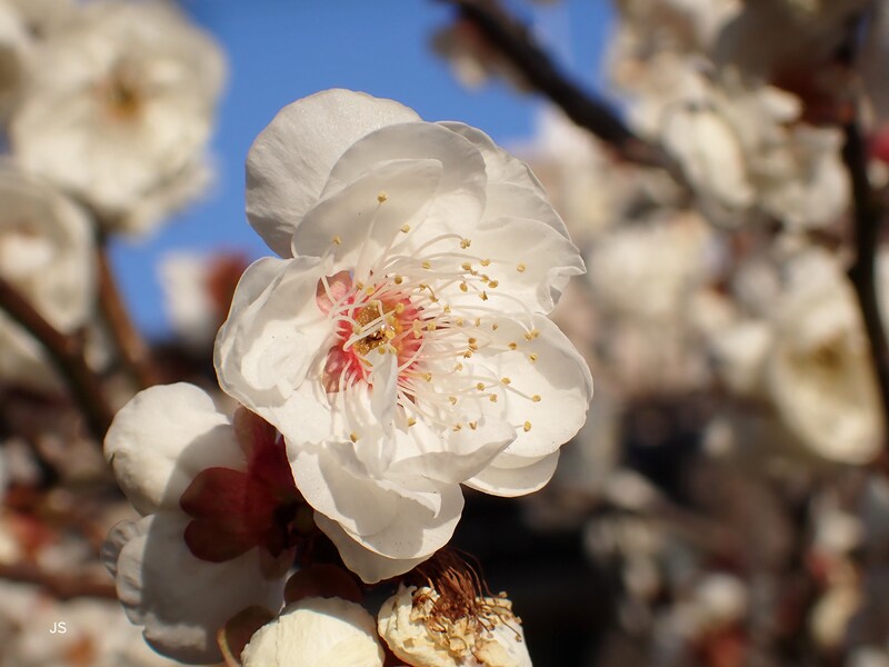 順光の状態で撮影した梅の花