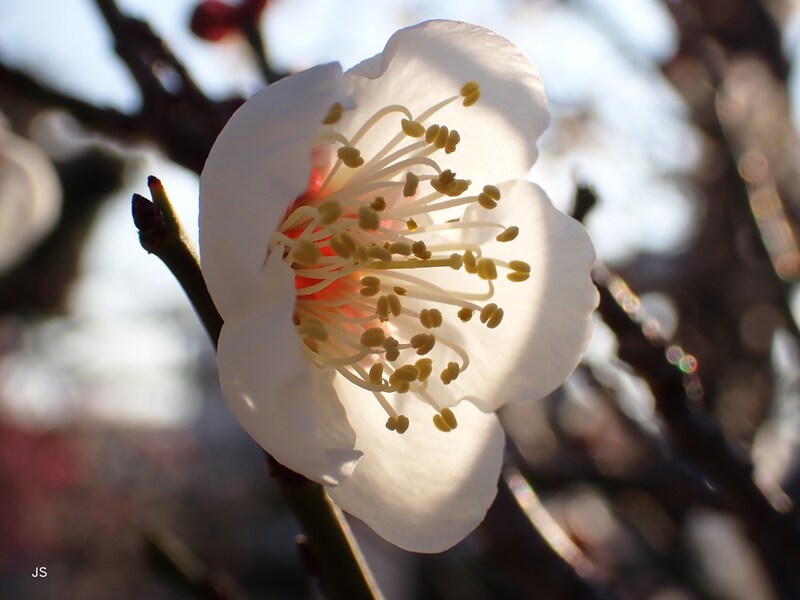 逆光を利用し、花びらを透かして撮影した梅の花