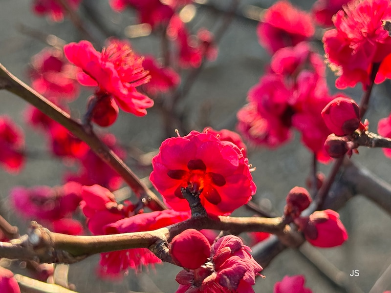 枝全体に逆光が当たる位置から撮影した梅の花