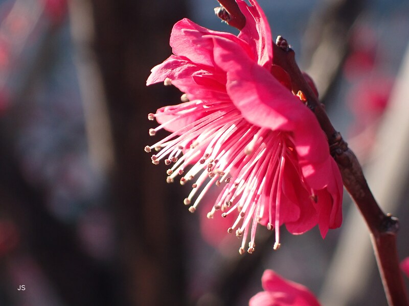 おしべに光を当て、クローズアップして撮影した例