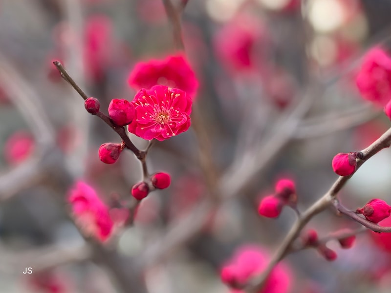 背景ボケを利用し、花を浮き立たせて撮影した例