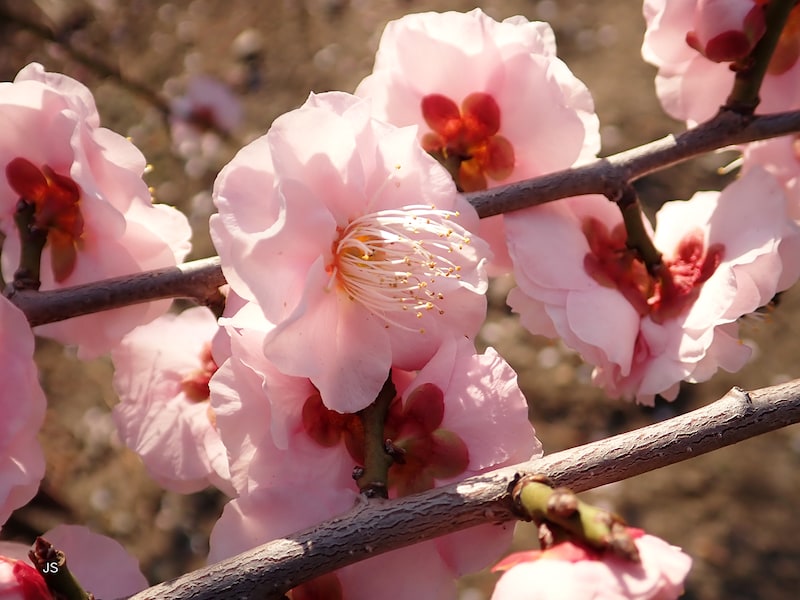 「主役」の花を決めて撮影した例