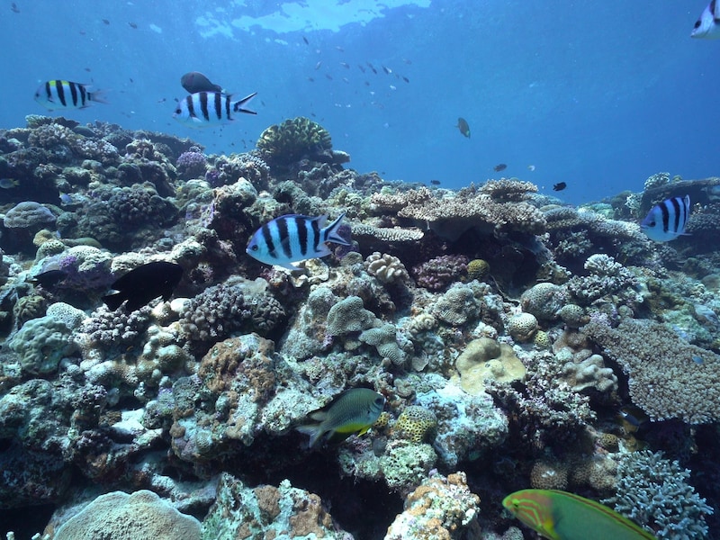 海の中は雨の日も幻想的で美しい (C)OCVB