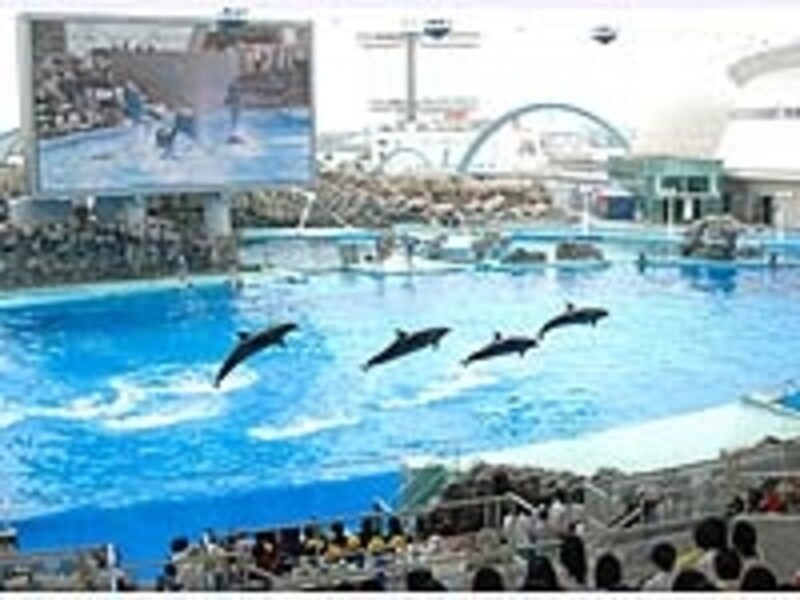 「名古屋港水族館」。巨大プールでのパフォーマンスは迫力満点