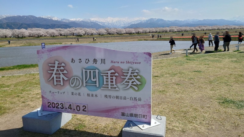 あさひ舟川「春の四重奏」（2）