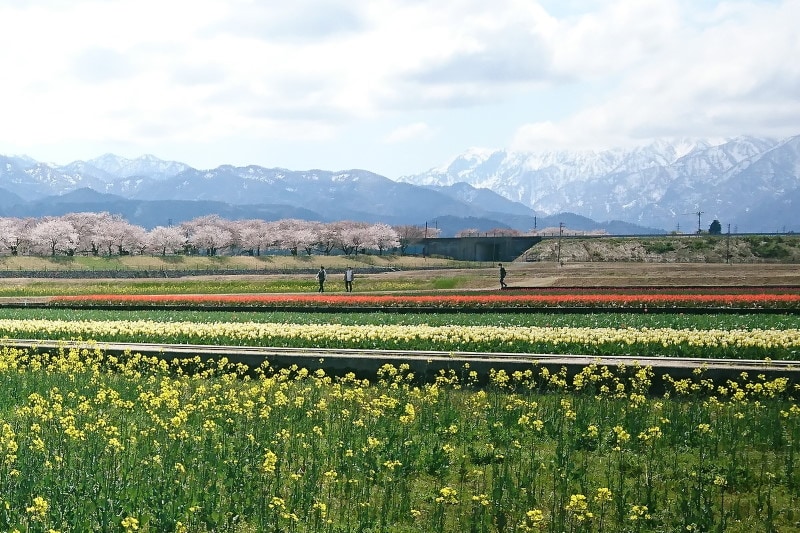 あさひ舟川「春の四重奏」（4）