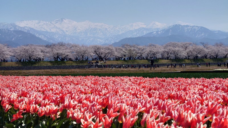 あさひ舟川「春の四重奏」（6）