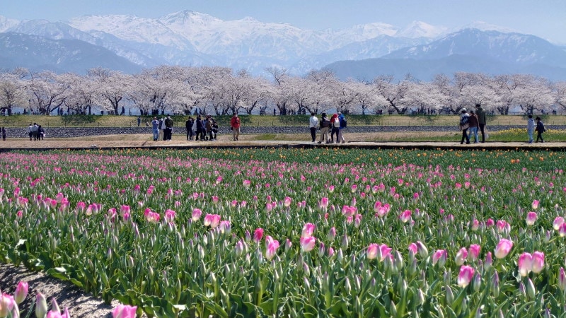 あさひ舟川「春の四重奏」（11）／四重奏にならなかったケース