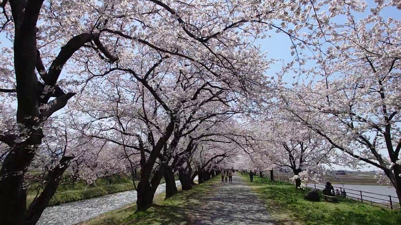 あさひ舟川「春の四重奏」（8）／舟川べり桜並木