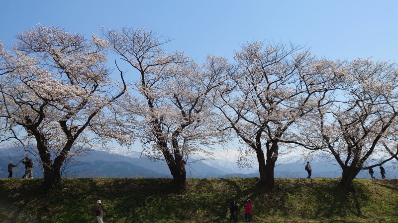 あさひ舟川「春の四重奏」（9）／舟川べり桜並木