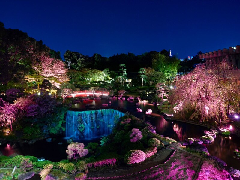 東京『夜桜』ライトアップ