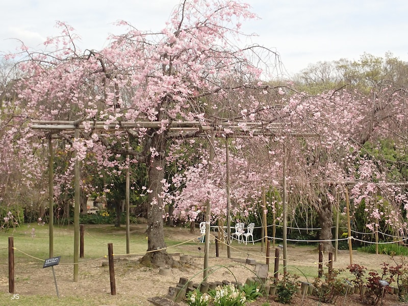 枝垂れ桜の木。木全体を撮るという「引き」の視点で撮影した。