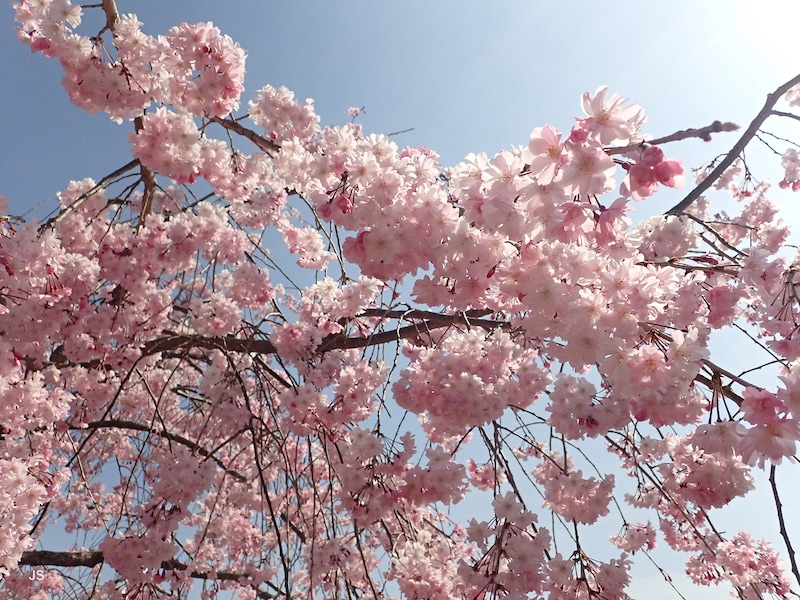 桜の魅力ある撮り方