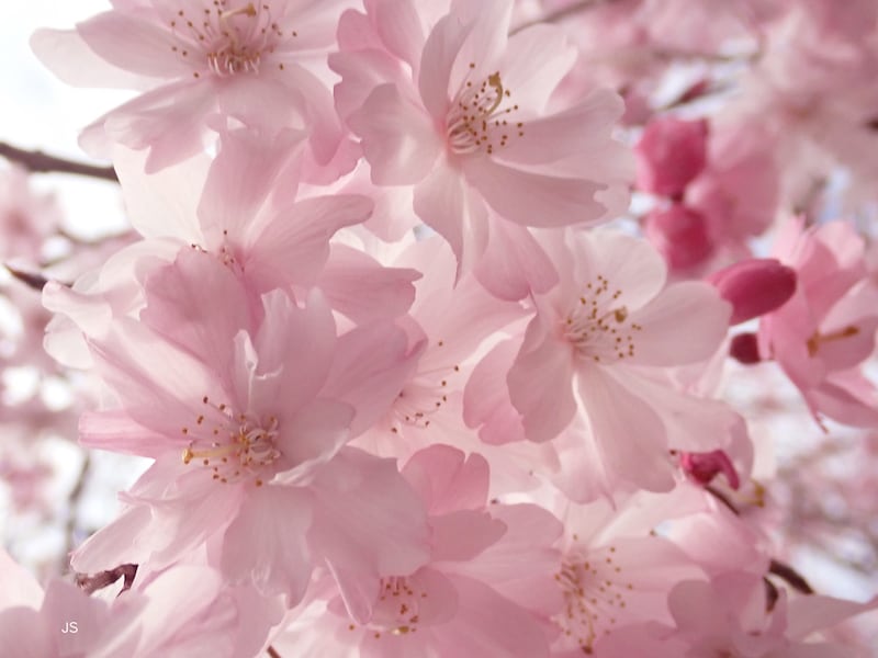 桜の魅力ある撮り方