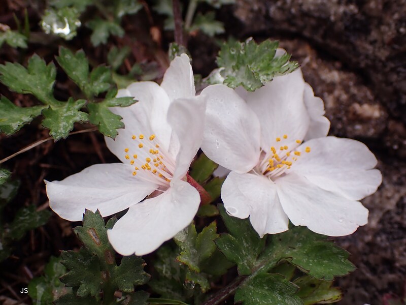 桜の魅力ある撮り方