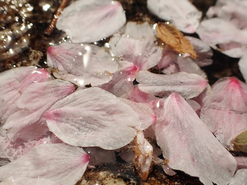 桜の魅力ある撮り方