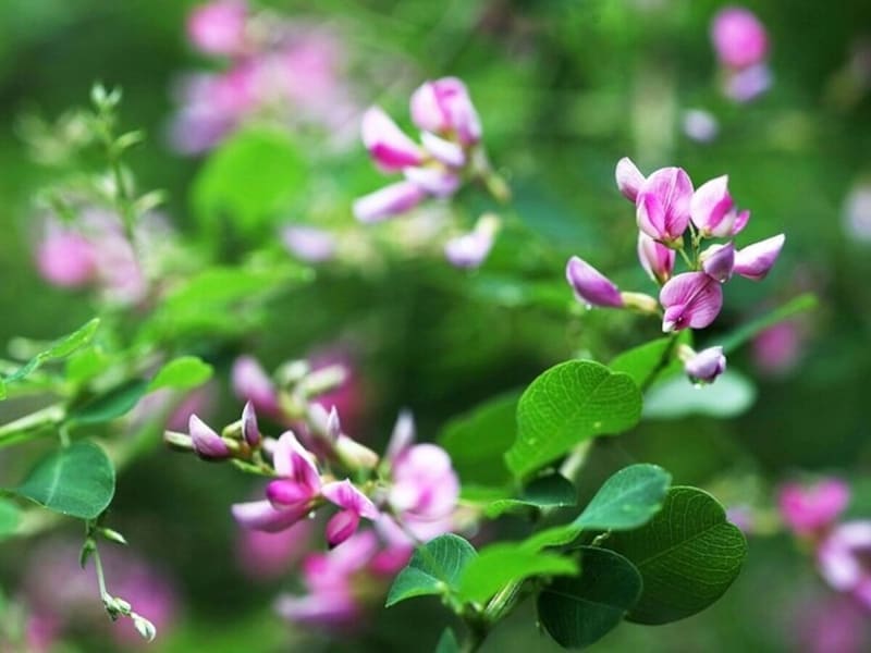 秋に咲く萩の花に見立てて「御萩(おはぎ)」と呼ぶ