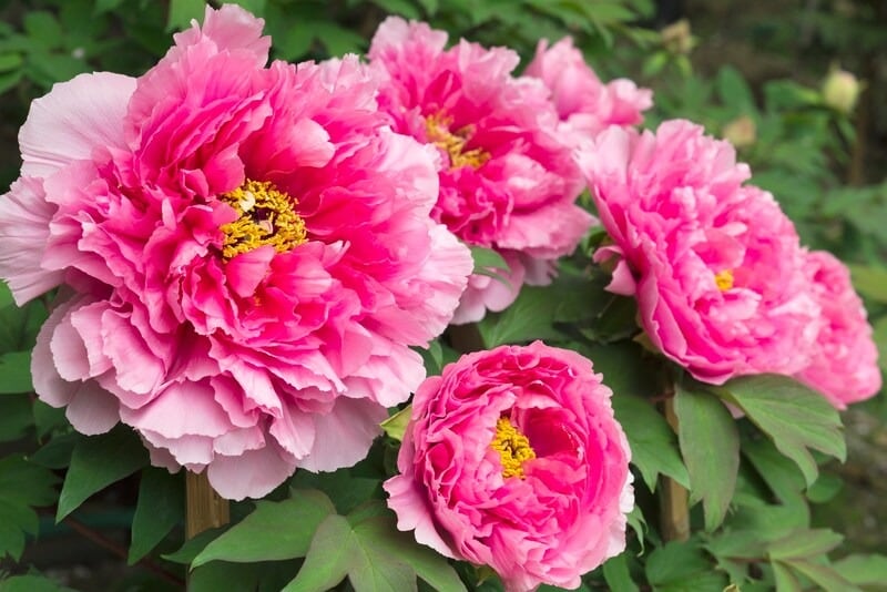 春に咲く牡丹の花に見立てて「牡丹餅(ぼたもち)」と呼ぶ