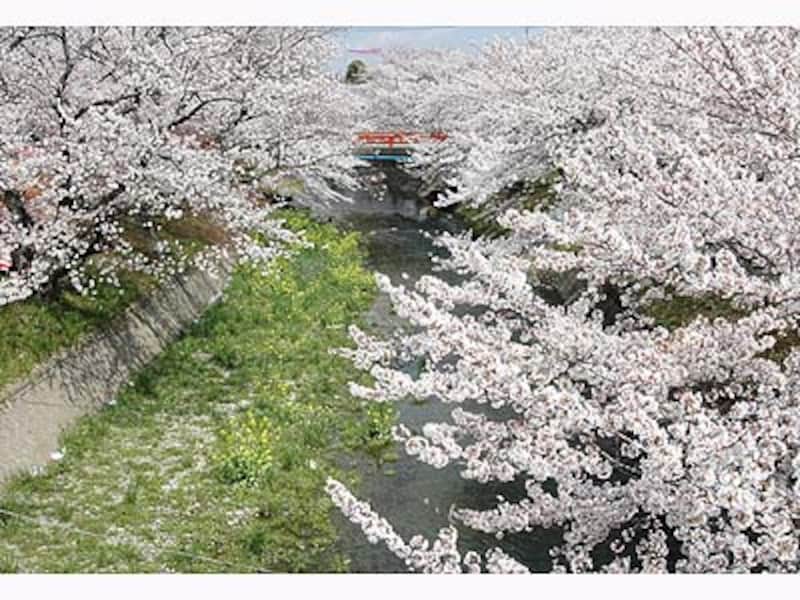 五条川・堀尾跡公園の桜