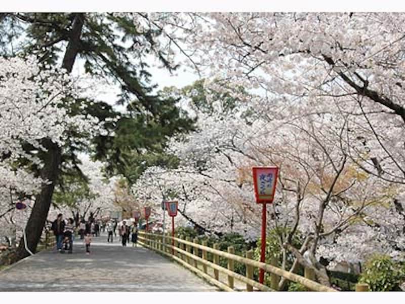 岡崎公園の桜、昼の様子