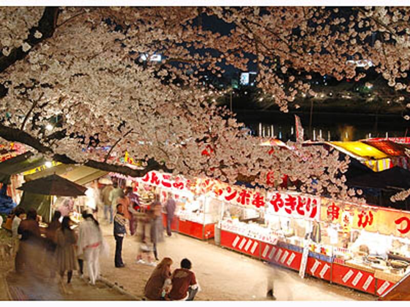 岡崎公園の夜桜