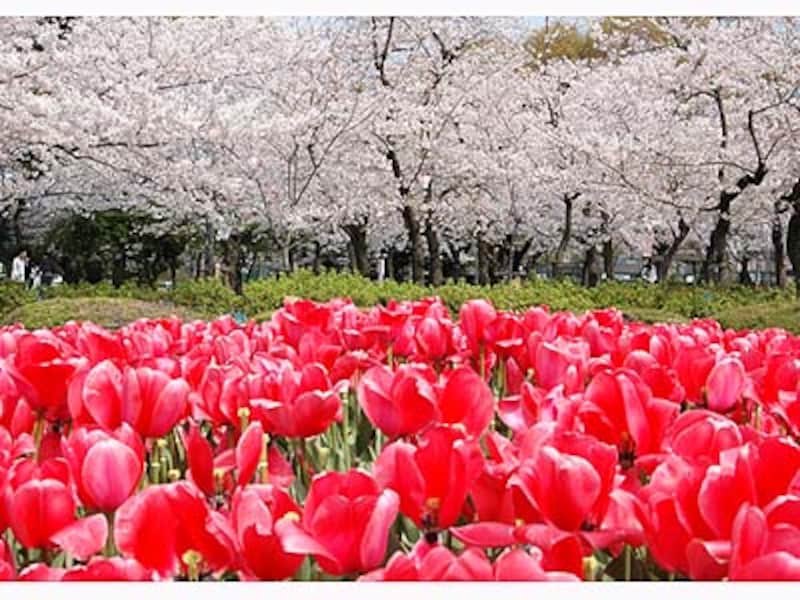 2 4 名古屋発お花見 愛知 桜の名所100選 名古屋の観光 旅行 All About 2 4 名古屋発お花見 愛知 桜の名所100選 名古屋の観光 旅行 All About