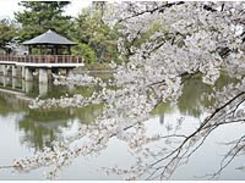 鶴舞公園の龍ヶ池