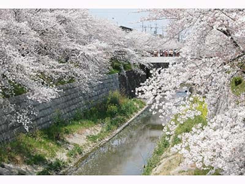 名古屋の桜・山崎川