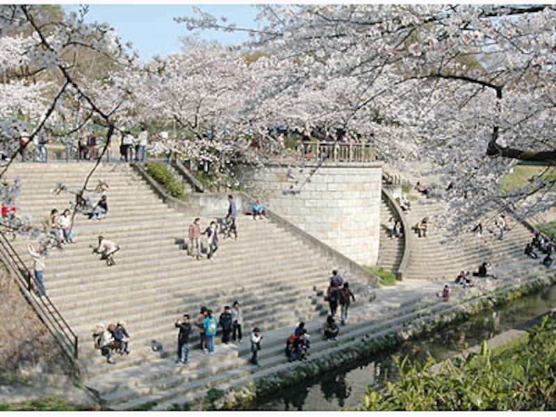 名古屋の桜・山崎川護岸