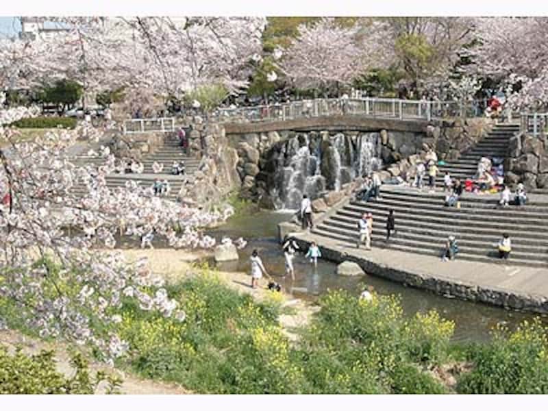 名古屋の桜・山崎川瑞穂橋