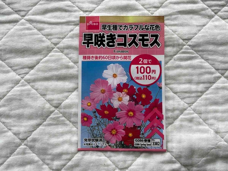 ダイソーの「早咲きコスモスの種」