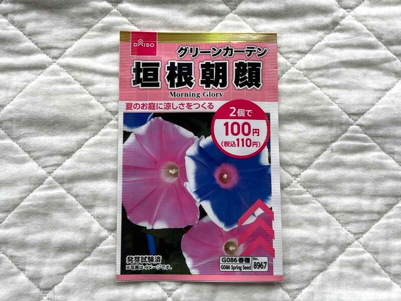 ダイソーの「垣根朝顔の種」