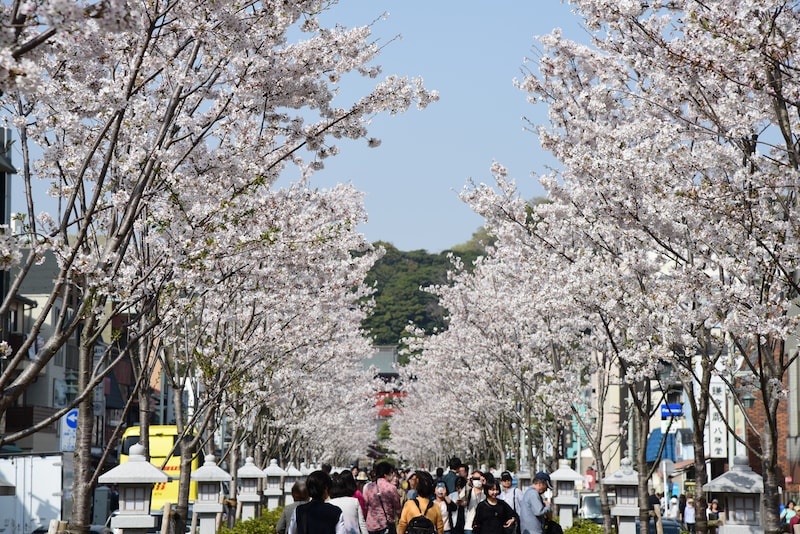 桜咲く、鶴岡八幡宮の参道「段葛（だんかずら）」