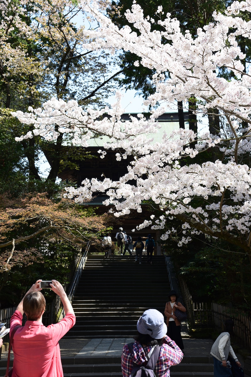 円覚寺三門（山門）と桜